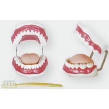 Modèle de soins dentaires (28 dents)
